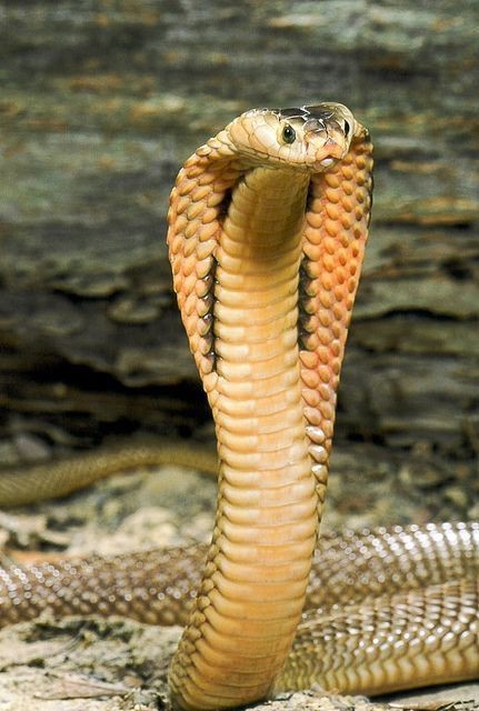 COBRAS