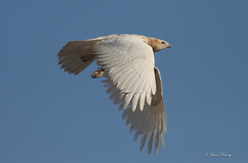 deermary:  Leucistic Red-Tailed Hawk