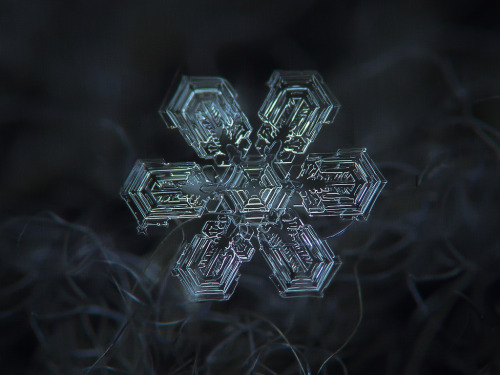 stfumadison:  Extreme Close-up Photography of Snow Flakes by  ChaoticMind75 