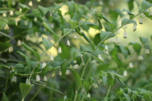 Solomon’s seal/storrams (Polygonatum multiflorum).