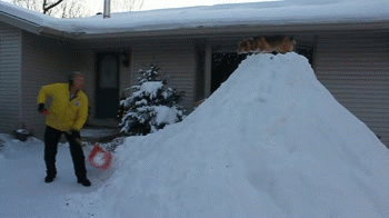 corgidogsorg:  Not sure how safe this is, but it looks like the Corgi is enjoying it a lot.