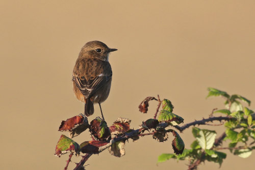 Stonechat (Saxicola rubicola)