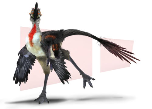 Unspecified Oviraptor