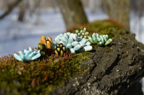  The ceramic succulents. 