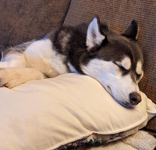 huskyoverload: Caught a pic of my little one tired