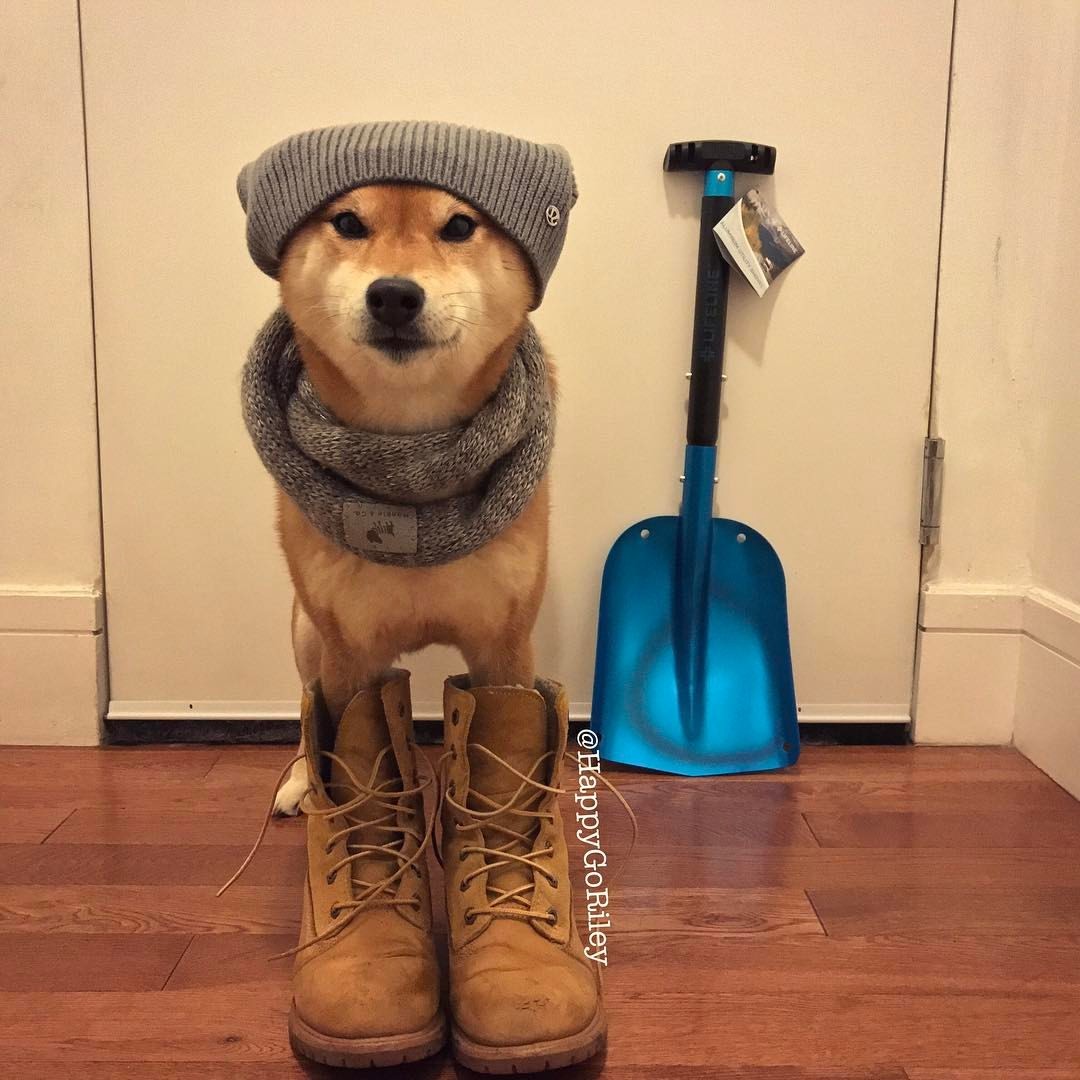 I heard it’s supposed to snow tonight! Anyone need help shoveling?!❄️☃️💪 #willshovelfortreats #workingdog #sheworkshardforthemoney #snow❄️ #snowiscoming #shovel #winterishere #shiba #sheebs #shibasofinstagram #doge #dogsofnyc #dogoftheday...