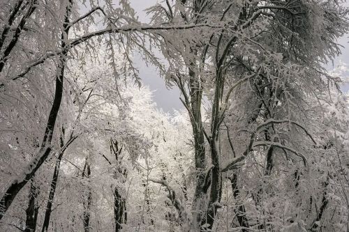 Forest under heavy snow #photography #nature #winter #snow #transylvania #art #forest #photocosma #p