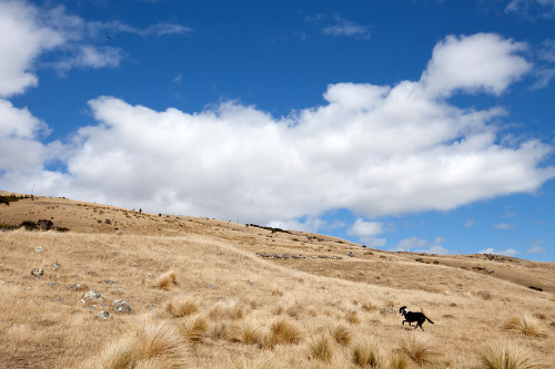 Sheep dogMerino sheep farm, Taylor Pass, MarlboroughNew Zealand