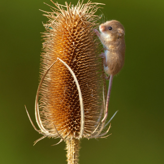 neonthebright:  creatorofuniverses:  zoeykoko-chu:   literally the cutest animal ever in history look at this lil fuzz tiny bean ! friendly bean they climb on basically everything. probably to get closer to kiss u if this mouse gets any more disney than