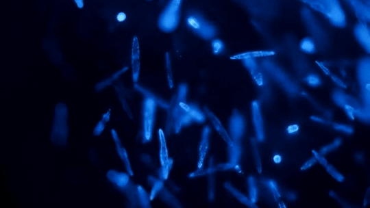 claygoblin:  Dinoflagellates   Attenborough’s Life That Glows, BBC   