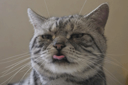 hobolunchbox:  Raspberry cat.  naughty pussy