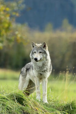 beautiful-wildlife:  Female Gray Wolf, Alaska by