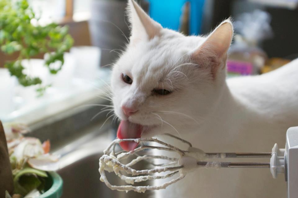 Cake Decorating Assistant is working hard.
Photo via Animaux & Compagnie