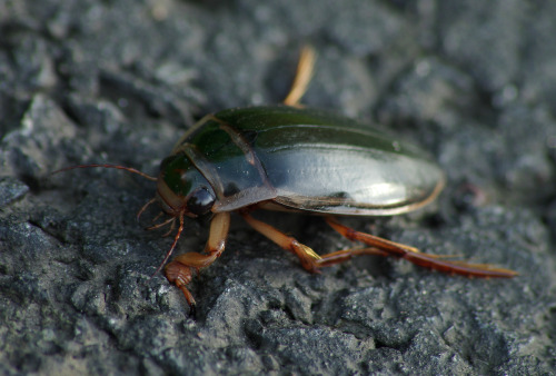 A great diving beetle - Dytiscus marginalis. It was wandering along the road, not quite its usual ha