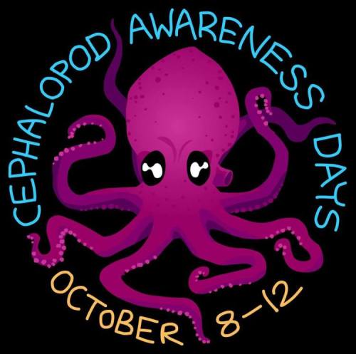 laughingsquid:  Cephalopod Awareness Days, A Five-Day Celebration of Squid, Octopi, and Other Cephalopods 