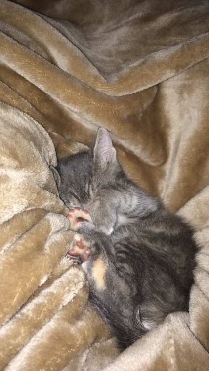 behappycauseyourworthit: Got a new kitten today, she’s practically my big cats mini-me