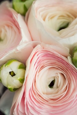 simply-beautiful-world:  Gorgeous Ranunculus! 