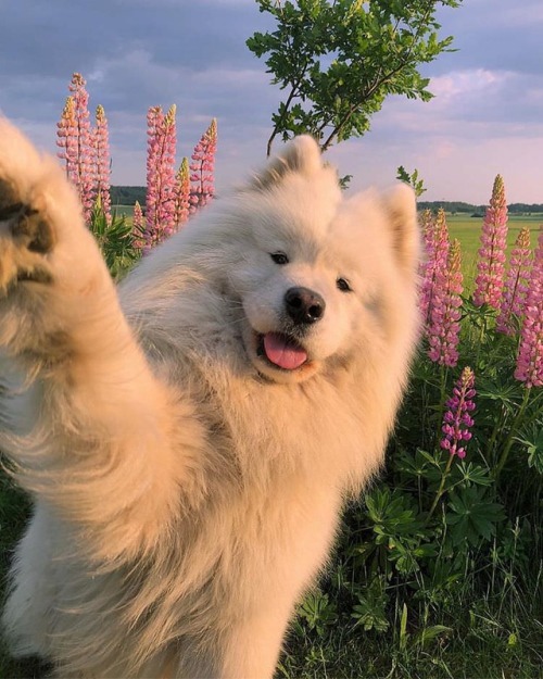 awwcutepets:Felt cute might delete later