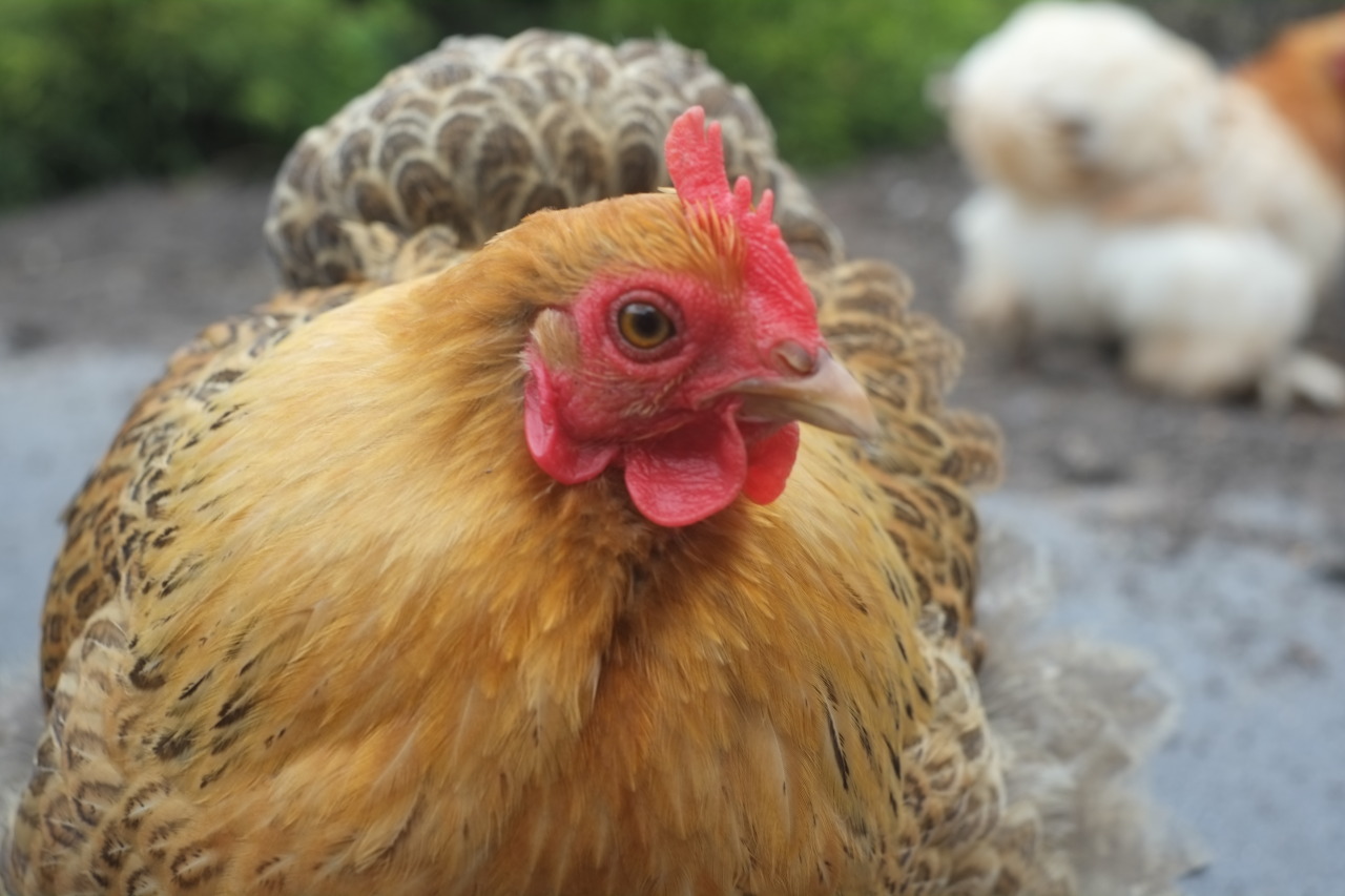 commanderholly:  crazyparrotlady:  breakfastisconfusingnaya:  Here again, my fluffy