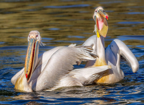 Awaiting dinnerby Karsten GieselmannGreat White Pelican (Pelecanus onocrotalus)