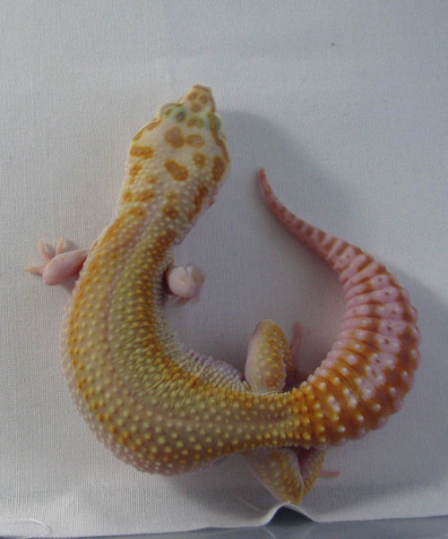 lunationgeckos: Why are you all so cute? 