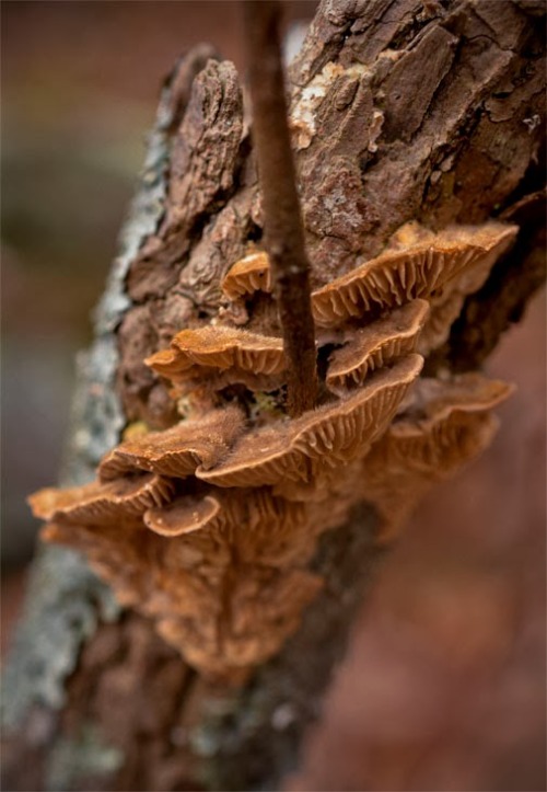 Fungi, November 2013