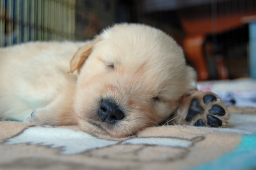 labradork829:  4-week-old Golden Retriever puppies who are all future Leader Dogs for the Blind. 