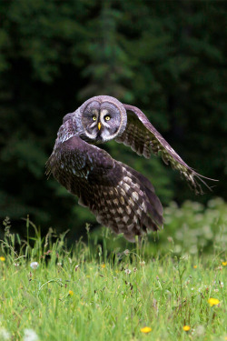 celestiol:  Great Grey Owl | by Milan Zygmunt