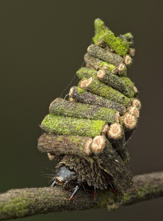 kittyknowsthings:  monotreme-dream:  Bagworm Moth caterpillars collect little twigs and cut them off to construct elaborate tiny log houses to live in (photos: Melvyn Yeo, Nick Bay)  Look at this excellent architect 