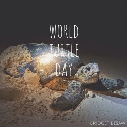 natureconservancy:  It’s #worldturtleday, let’s shellebrate! 