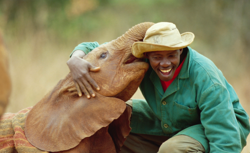 nubbsgalore:photos by gerry ellis from the david sheldrick wildlife trust, a nursery and orphanage f