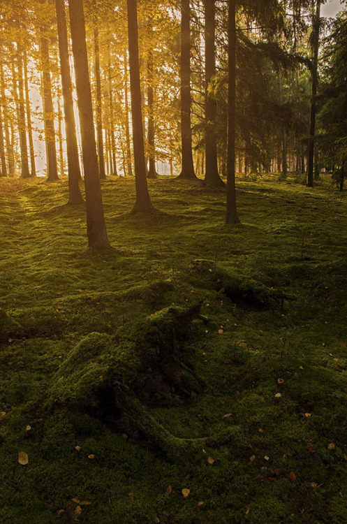 hellopoland:Forest by Piotr Pestka