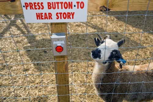 rudolph-the-red-knows-rain-dear: funkybug: what do u have to tell me goat What is your story, Mr. G