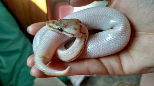 bbreptiles: Photo #1: trying to get a shot of his new healthy white belly c: Photo #2: ?????????