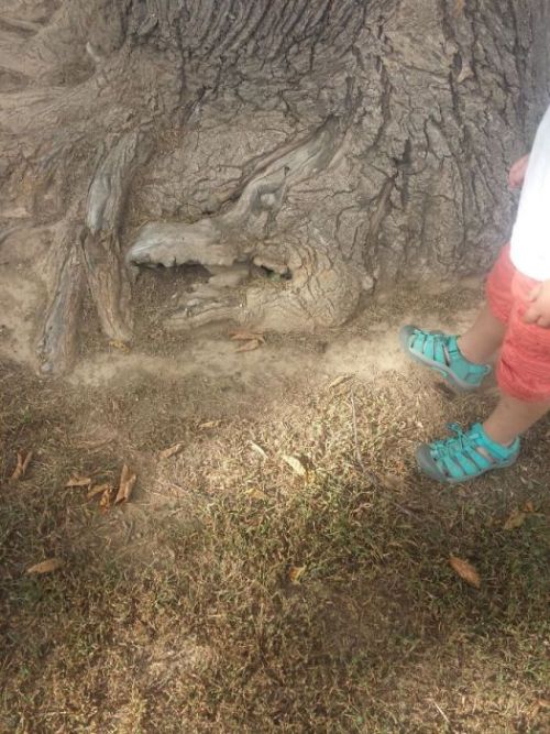 hayley566:  thefabulousweirdtrotters:  Compilation of weird trees   Those aren’t trees. They’re forest creatures disguising themselves as trees. 