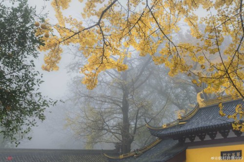 fuckyeahchinesegarden:藏海寺canghai temple, suzhou, jiangsu province by 枫红叶落999