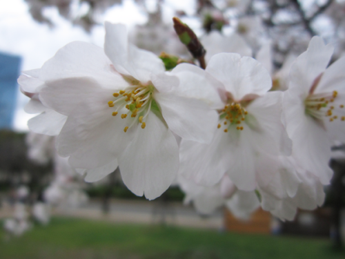 Cherry Blossoms at Osaka Castle