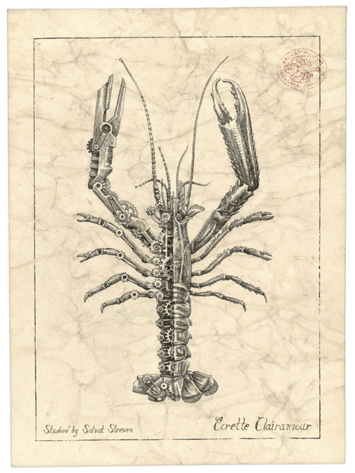 MECHANICAL / BIOLOGICAL [Crustacean Study] by Steevan Salvat