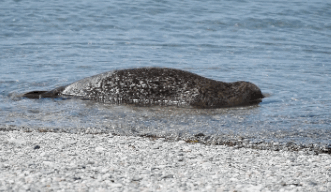 falseredstart:Y’know, in case you were wondering how a blubbery critter enters the water after sunni