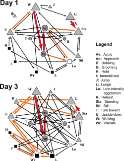 ilovecharts:  Transitions among behaviors in male flesh flies — as they age they become more aggressive