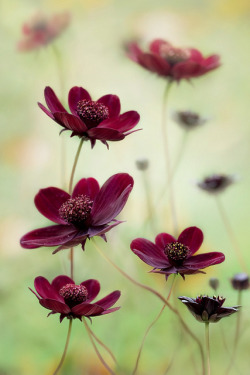 blooms-and-shrooms:  Cosmos choca mocha by Mandy Disher on Flickr. 