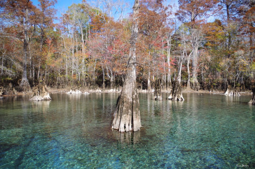 Morrison Springs Cypress (2016)Photographer: Ken WeberPhoto: © Ken Weber