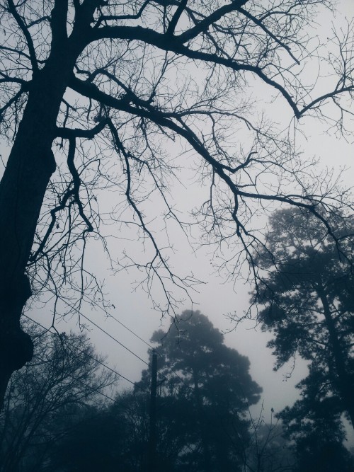 seyduox: Its foggy and I love it