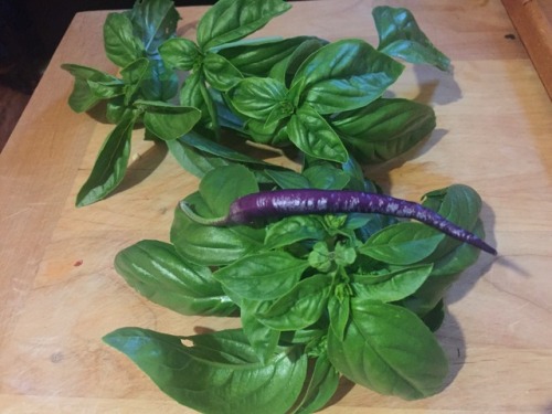 A purple pepper and some basil.