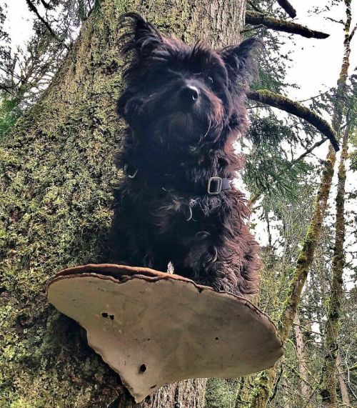 cuteanimals-only:TIL dogs on mushrooms is a thing