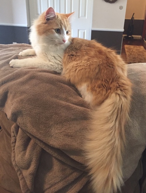 melancholy-meow: Majestic fluff tail looking like a fox