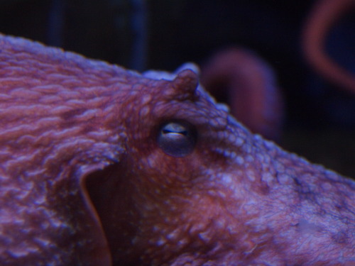 wire-man: Giant octopus macros!!!  I’ve never seen one out of its hiding spot before, so 