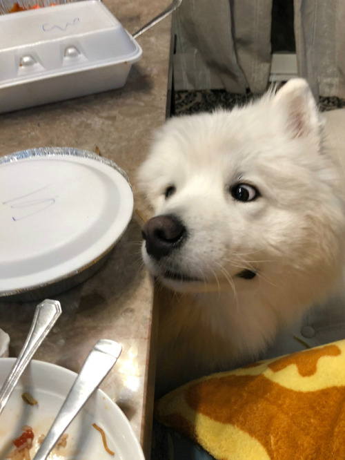 neothesamoyed:Someone REALLY wanted takeout