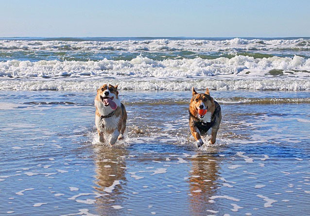 Pooch-friendly beaches: 10 getaways for the dog days of summer