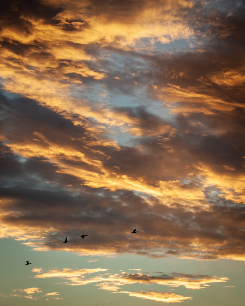 Birds in Flight over Charleston Harbor at Sunrise, Charleston, SC© Doug Hickok   More here…  